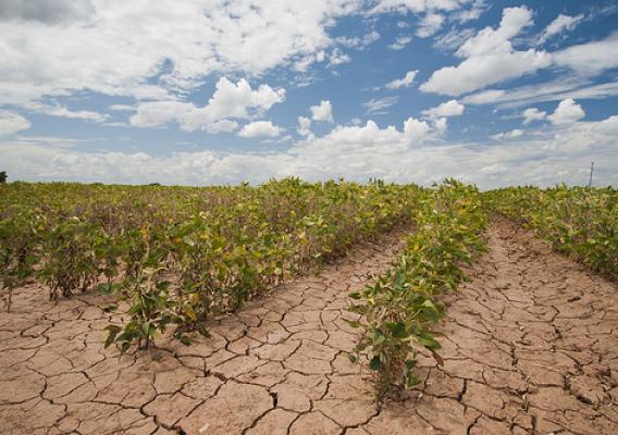 crop field with drought conditions