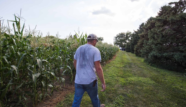 man walking next to corn field