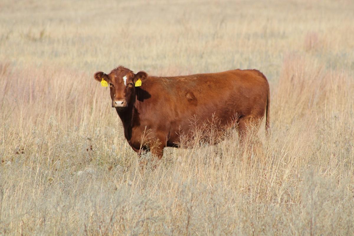 cow in pasture