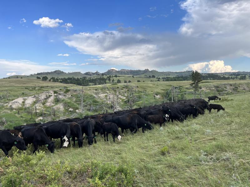 Resources for Helping Cattle Deal with Heat Stress