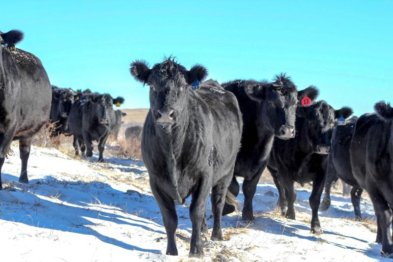 Cold Weather Cattle Management