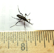 gallinipper mosquito species Psorophora ciliata